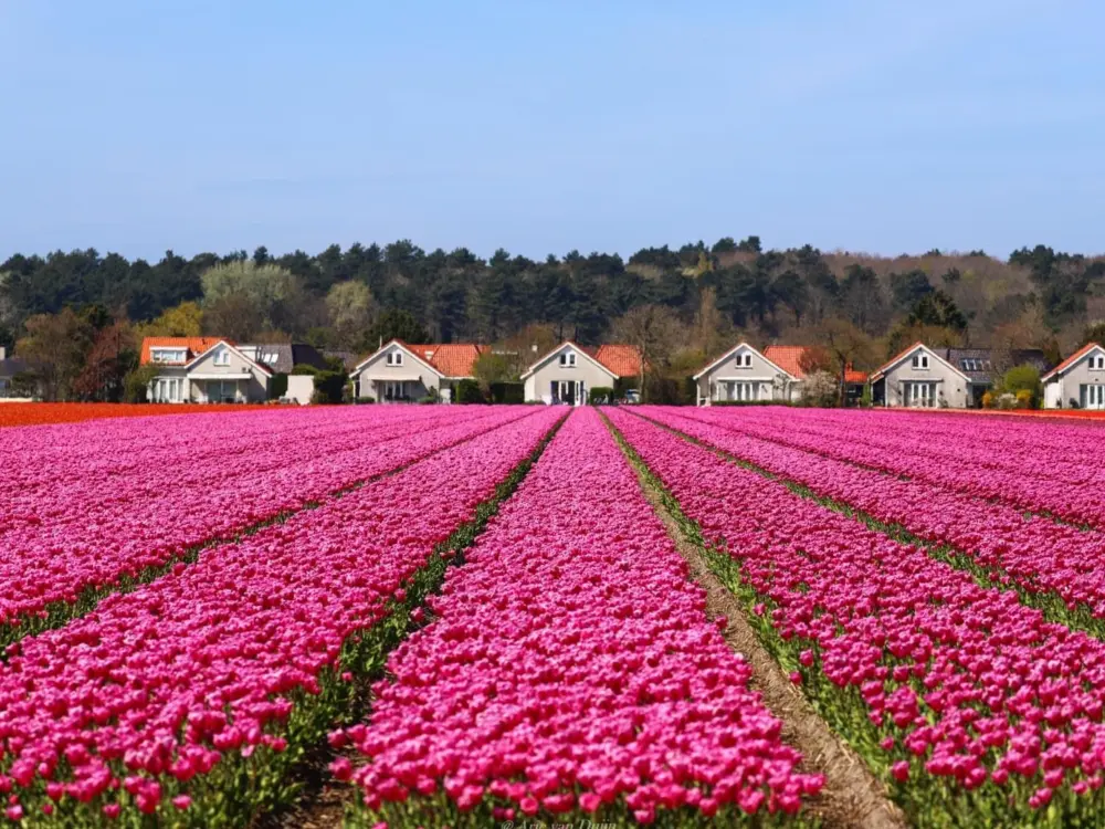 Bollenvelden zicht op duinpark