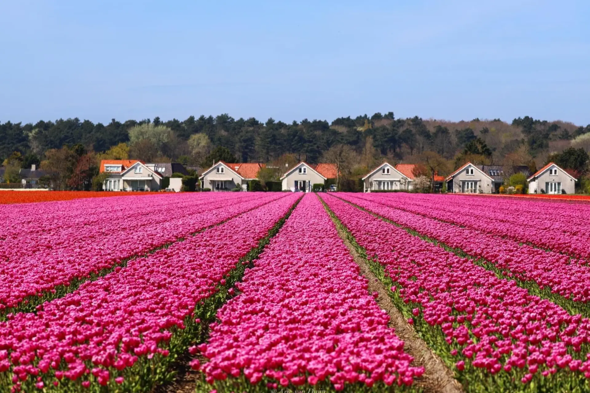 Bollenvelden zicht op duinpark