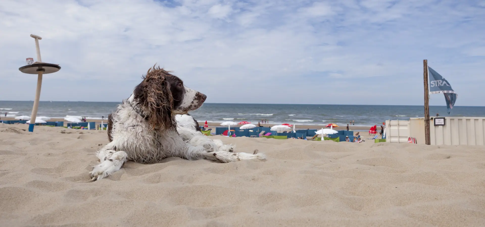 Ook je huisdier mag mee